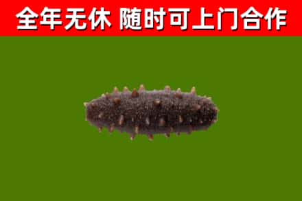 巢湖烟酒回收干海参.jpg